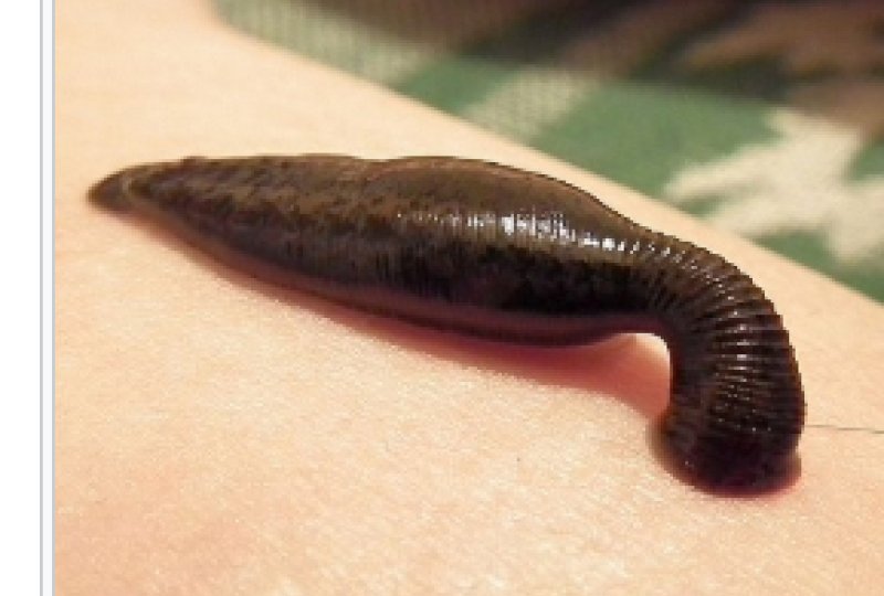 Ücretsiz Sülük Kursu Adım Adım Sülük Uygulaması